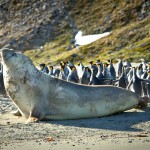 פיל ים משתזף בשמש, צילום משה שי