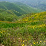 מרבדי פריחה בדרום הגולן, צילום אלי בצרי