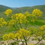 פריחה בבקעה, צילום דותן סימון