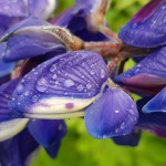 תקריב של תורמוס ליד הגלבוע, צילום: דותן סימון