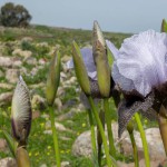פריחת אירוס הגולן, רמת הגולן. צילום: אוהד עומסי