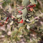 הרנוג השיטים ליד חרבת מואה, צילום צבי (ציקי) גד