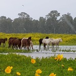 שלולית חורף, פריחה וסוסים ביער חדרה, צילום: דותן סימון