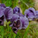 אירוס הגלבוע, צילום דבורה בלאו