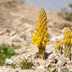 יחנוק המדבר, מדבר יהודה. צילום איריס ריש