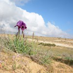 אירוס הנגב ליד רביבים, צילום איריס ריש