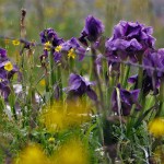 אירוסים פורחים במלכישוע, צילום זהבה רביד