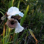 אירוס נצרתי בשביל האירוסים, נצרת עילית, צילום דבורה בלאו