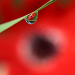 כלנית משתקפת בטיפת מים, הנגב המערבי, צילום אלה אל עמי