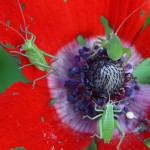 ארוחה בכלנית, יער בן שמן, צילום אלה אל עמי