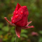 נורית רוחצת בטיפות גשם, הרי ירושלים, צילום ברוך גיאן