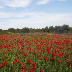 פרגים באזור אודים, צילום עינת מאור