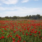פרגים באזור אודים, צילום עינת מאור