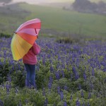 מרבדים סגולים ברמות מנשה, צילום יגאל סלבין