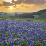 תורמוסים ברמות מנשה, צילום זיו ברק