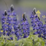 תורמוסים ברמות מנשה, צילום יגאל סלבין