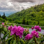 פריחת רודנדנדרון בהרי הסמוקי, טנסי