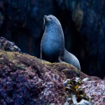 דוב ים מתייבש על סלע, צילום משה שי