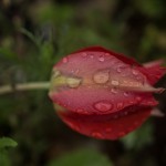 צבעוני כפוף בגשם, הרי ירושלים. צילום ברוך גיאן