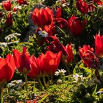 צבעונים בחוף הבונים, אלכסנדרה תירוש