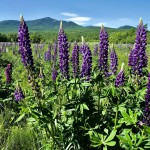 פריחת תורמוסים בהרים הלבנים בניו המפשייר