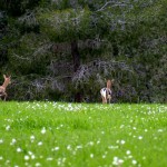פרחים וצבאים ביער להב, צילום: איריס ריש