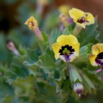 פריחה בנחל צאלים, צילום: אלה אל עמי