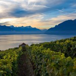 הכרמים של לאבו גולשים אל אגם ז'נבה, צילום: swiss-image.ch / Marcus Gyger