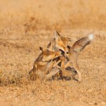 צילום שלמה ולדמן