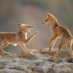 צילום שלמה ולדמן