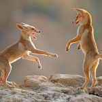 צילום שלמה ולדמן