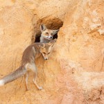 צילום שלמה ולדמן