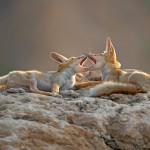 צילום שלמה ולדמן