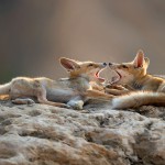 צילום שלמה ולדמן