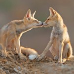 צילום שלמה ולדמן