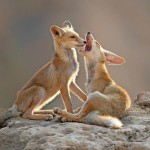 צילום שלמה ולדמן