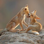 צילום שלמה ולדמן