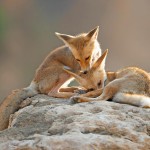 צילום שלמה ולדמן