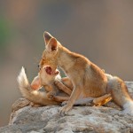 צילום שלמה ולדמן