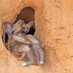 צילום שלמה ולדמן