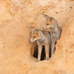 צילום שלמה ולדמן