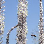 צילום ברוך גיאן