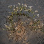 צילום ברוך גיאן