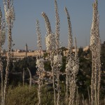 צילום ברוך גיאן