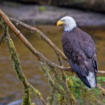 צילום שלמה ולדמן