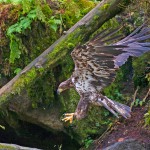 צילום שלמה ולדמן