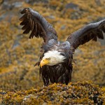 צילום שלמה ולדמן