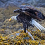 צילום שלמה ולדמן