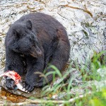 צילום שלמה ולדמן