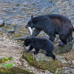 צילום שלמה ולדמן